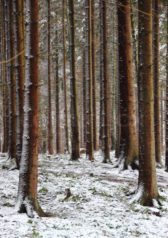 Forest with tall pine trees in winter, stock photo