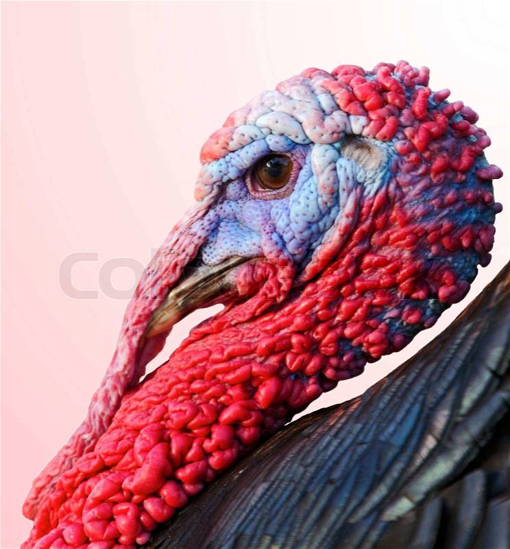 Profile of a turkey isolated on a over orange background, stock photo