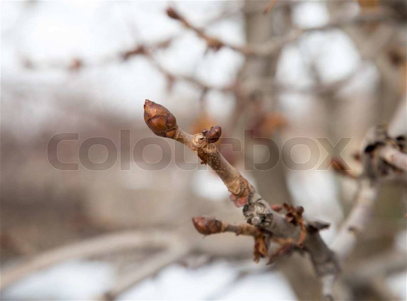 Buds on tree, stock photo