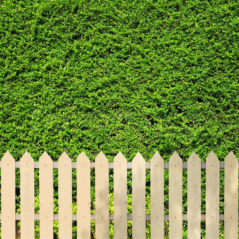 White fences with green leaves background, stock photo