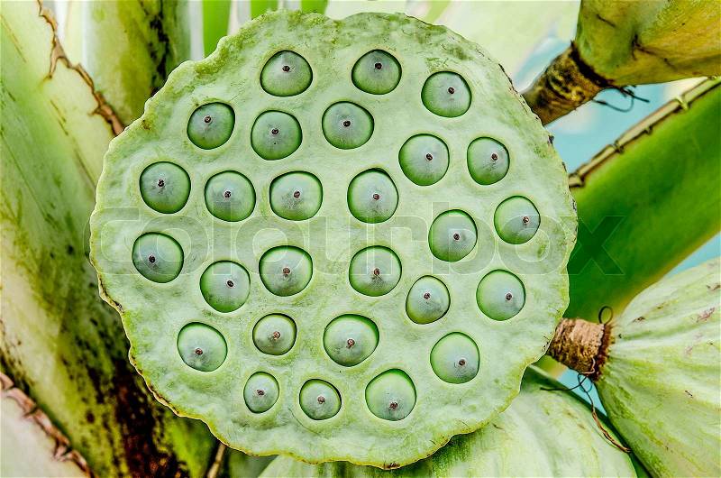 Close up of lotus seeds, stock photo
