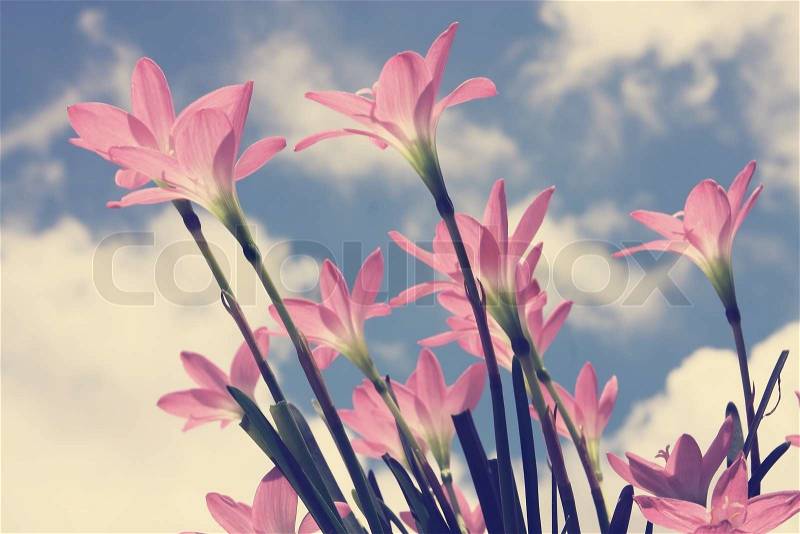 Zephyranthes app.,beautiful flower against blue sky in vintage style, stock photo