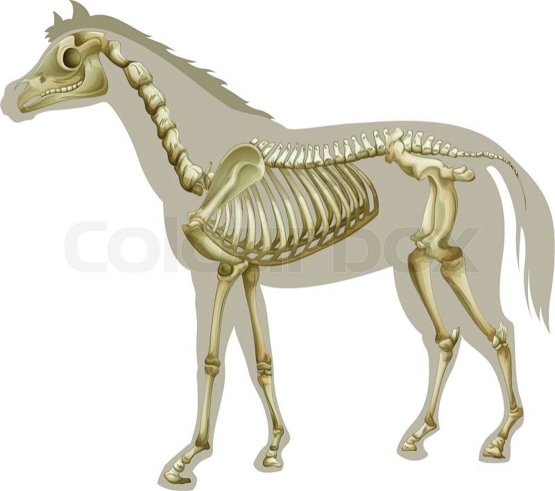 clipart horse skeleton - photo #39