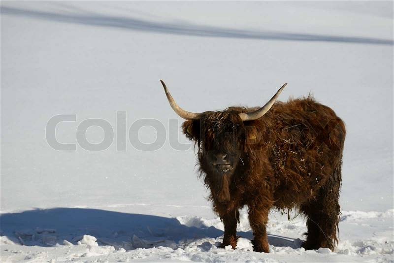 Nature scene with cow animal at winter with snow mountain landscape in background, stock photo