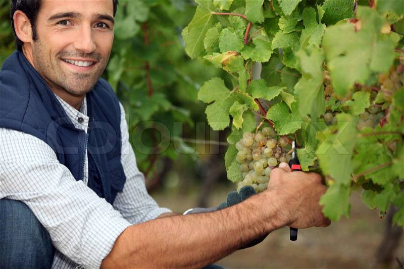Farmer pruning vine, stock photo