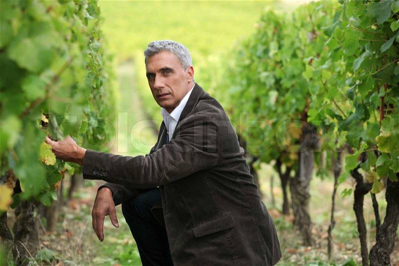 Man crouching down in a vineyard, stock photo