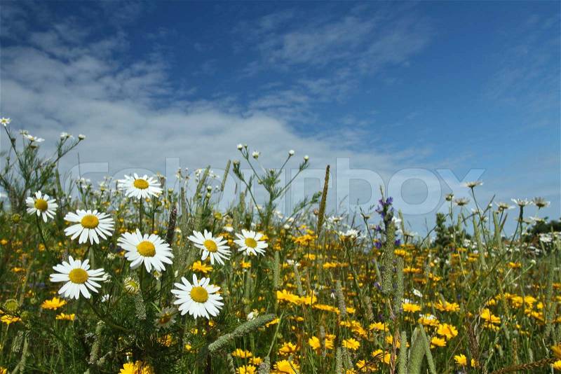 Field with yellow and white daisy flowers in Denmark, stock photo