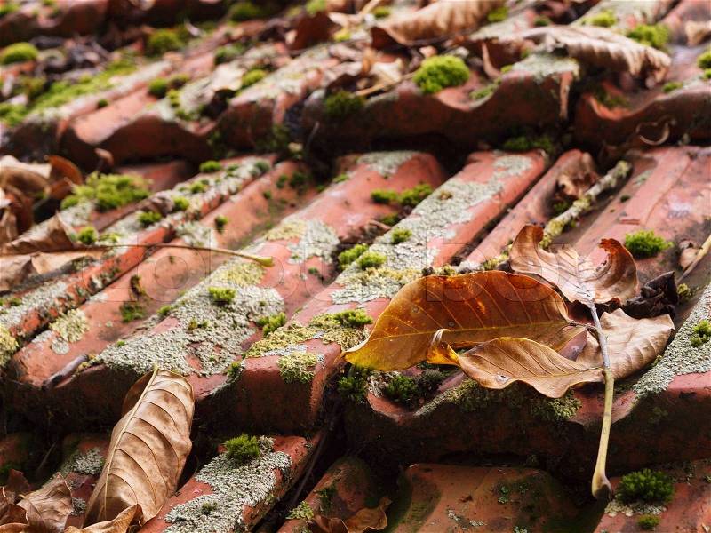 Autumn leafs on roof tiles with mos, stock photo