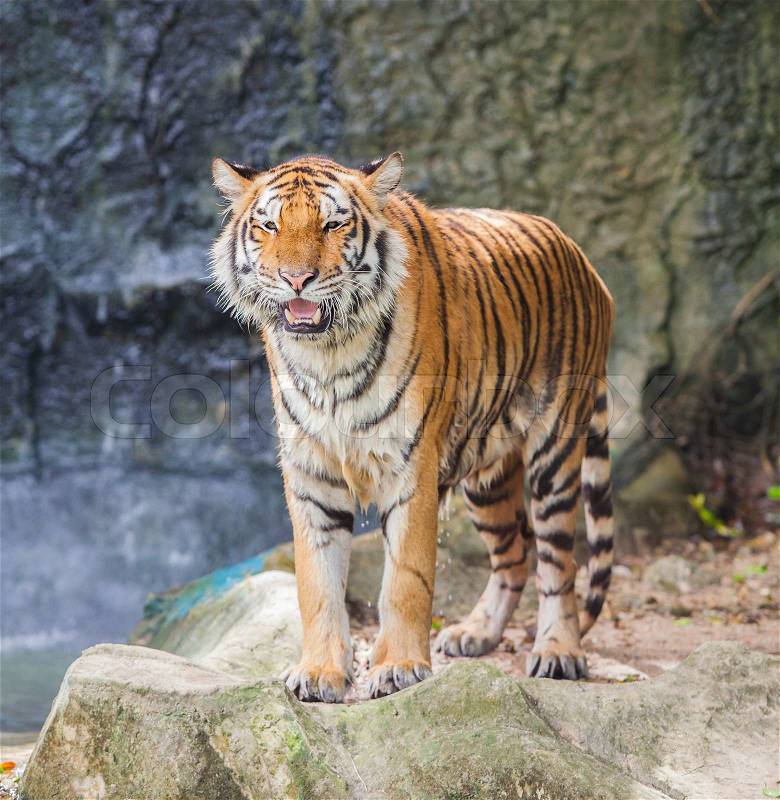 Portrait of a Royal Bengal tiger alert and staring at the camera, stock photo
