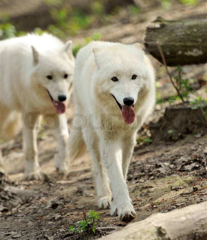 Wild white wolf in the woods, stock photo