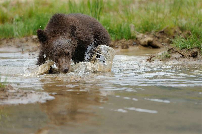 Brown bear cub in a water, stock photo