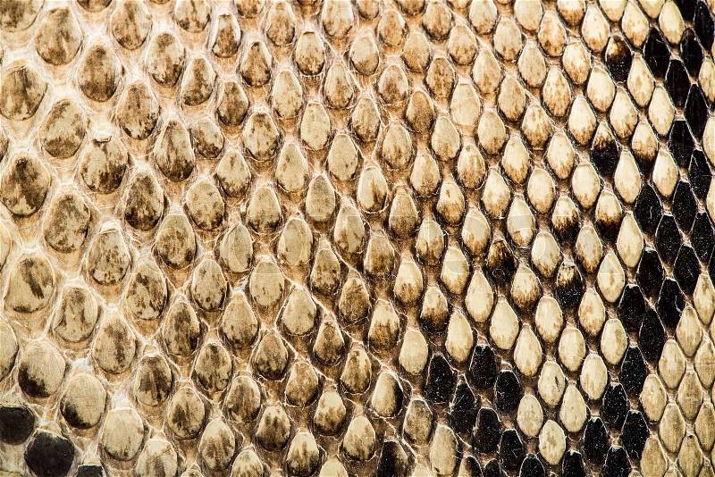 Texture of genuine snakeskin. Close up real leather texture, stock photo