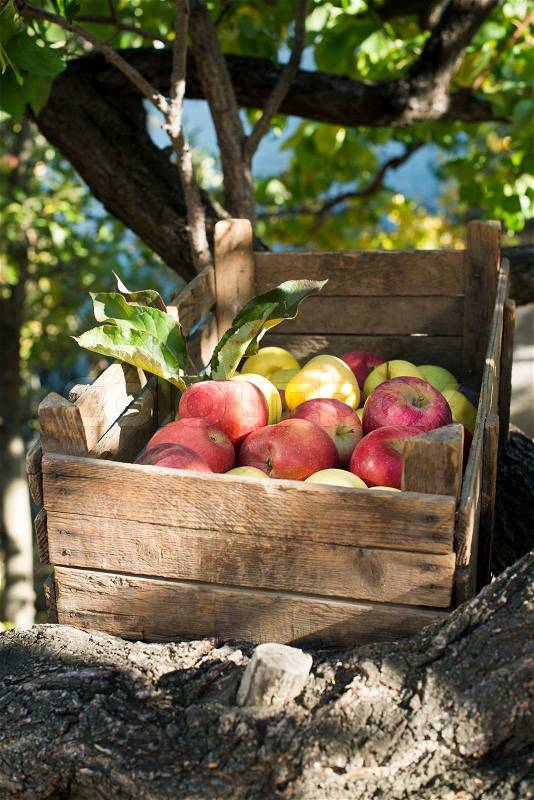 Apples in an old wooden crate on tree. Authentic image, stock photo
