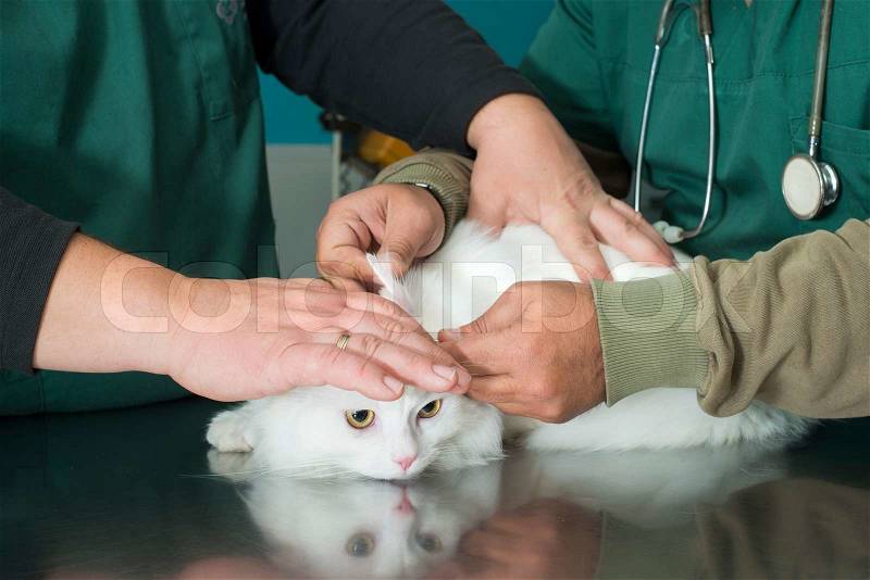 White Cat in a veterinary, stock photo