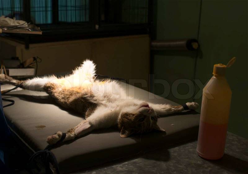 Cat in a veterinary surgery. Natural authentic light, stock photo
