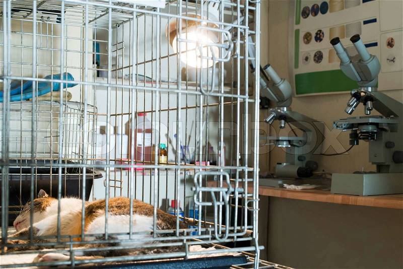 Cat at veterinary laboratory. Urgency help, stock photo