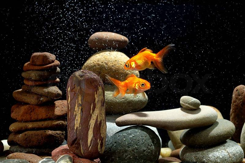 Goldfish in aquarium over well-arranged zen stone and nice bokeh of bubbles, stock photo