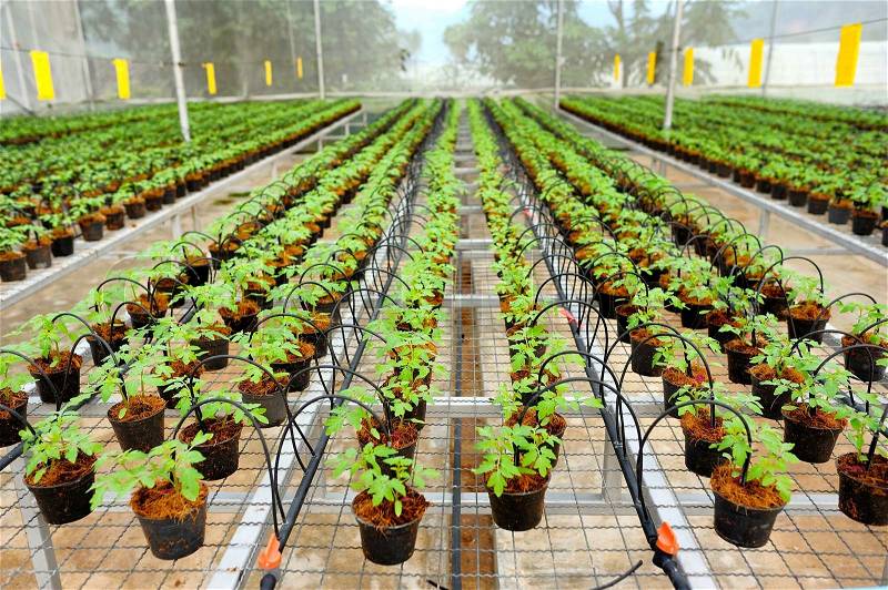 Tomato cultivation : cultured seedlings, stock photo