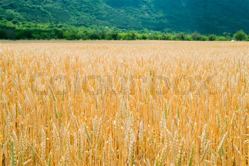 Cereal crops. Agricultural land. Horizontal composition, stock photo