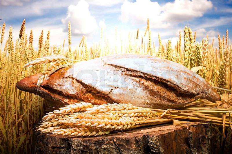 Bread and wheat cereal crops. Cereal crops on the background, stock photo