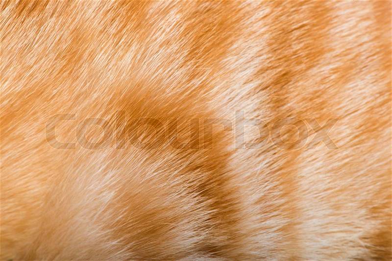 Orange skin of cat. Tiger pattern, stock photo
