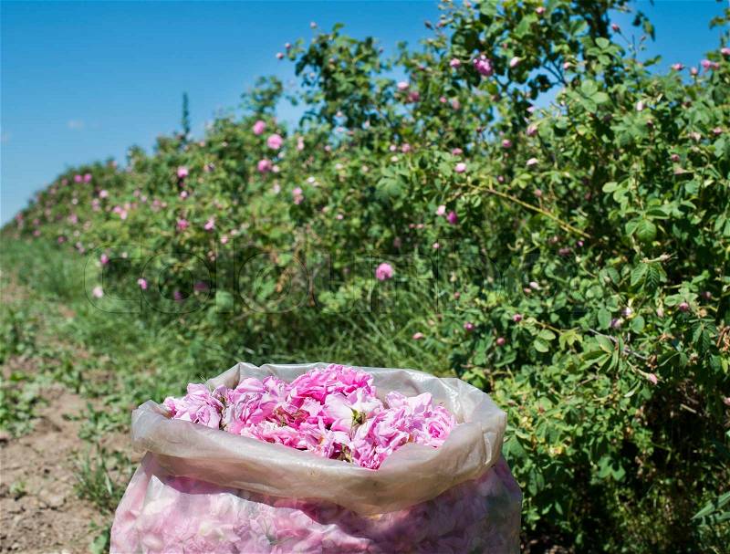Plantation crops roses. Roses used in perfume industry, stock photo