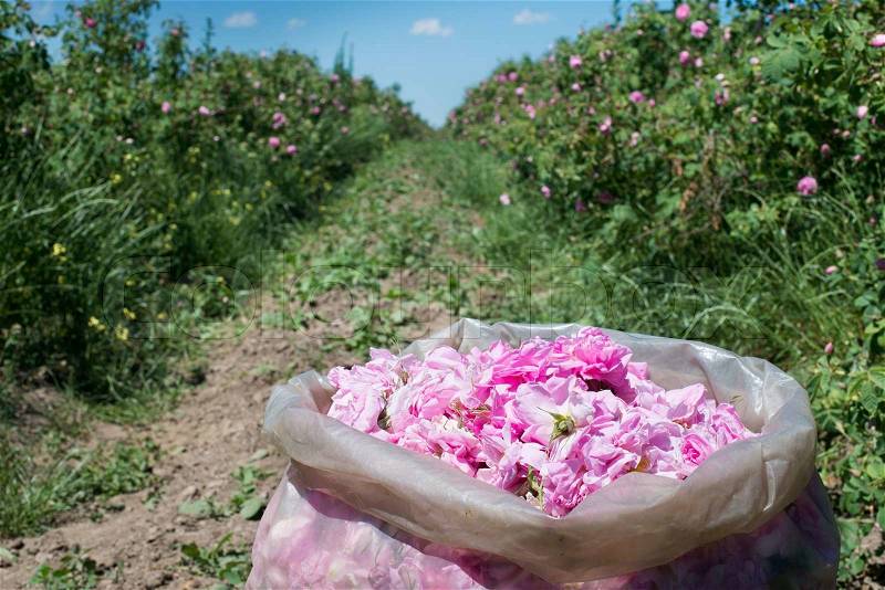 Plantation crops roses. Roses used in perfume industry, stock photo