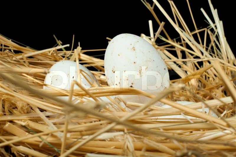 Organic white eggs from domestic farm. Eggs in a straw nest, stock photo