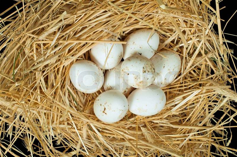 Organic white eggs from domestic farm. Eggs in a straw nest, stock photo