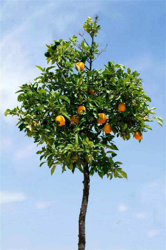 Orange tree with fruits. Yang tree, stock photo