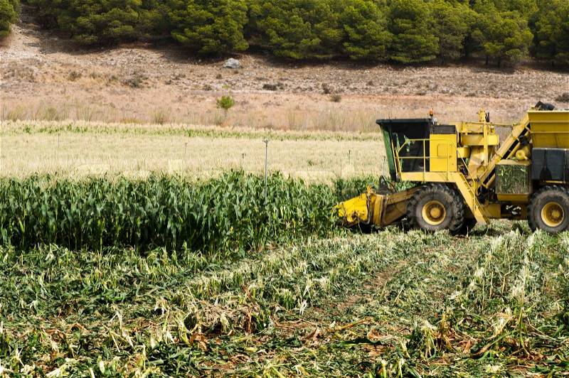 Harvester reaps green corn, stock photo