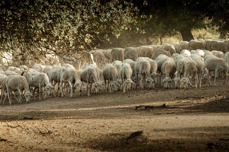 Sheep herd in mountain. Running sheeps in a farm, stock photo