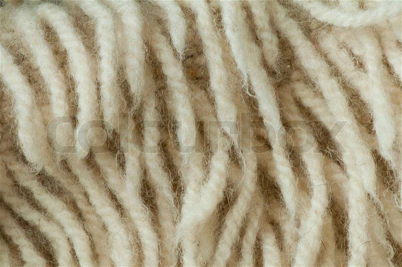 White wool fibers closeup, stock photo