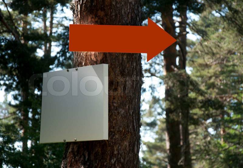 Arrow and sign on tree in forest. Red arrow, stock photo