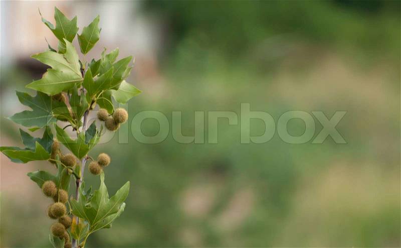 Branch of sycamore wood and blurred green background, stock photo