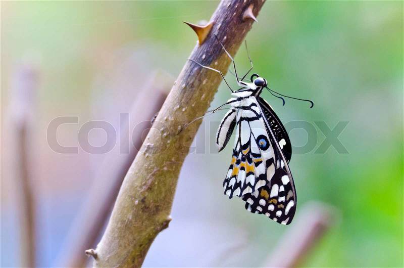 Monarch Butterfly, Milkweed Mania, baby born in the nature hold on branch, stock photo
