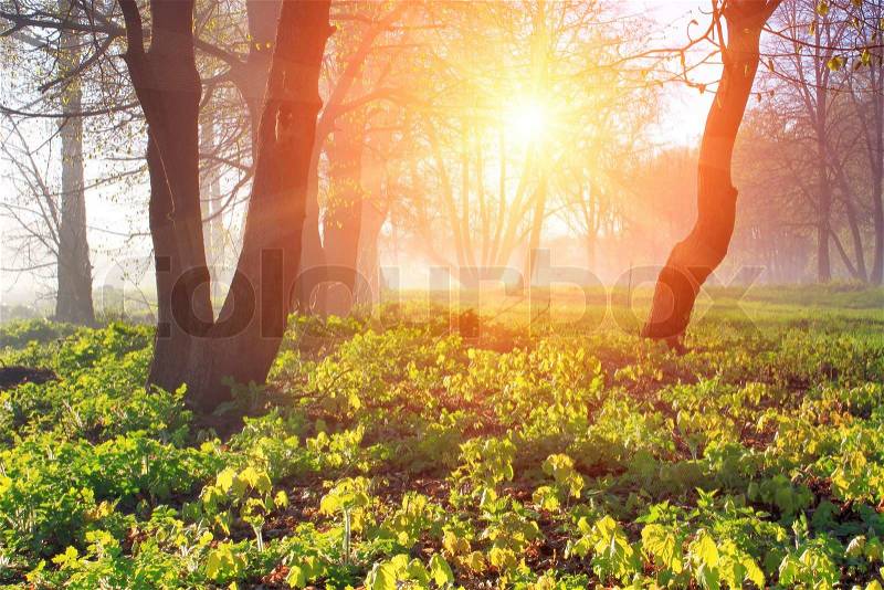 Misty dawn at the edge of the forest in spring, stock photo