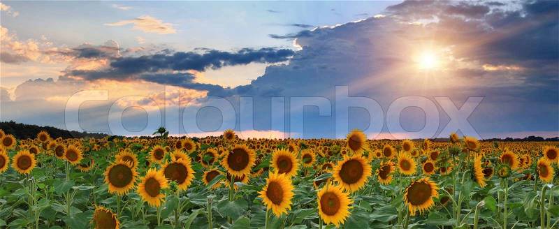 Panorama of sunflowers on the sunset, stock photo