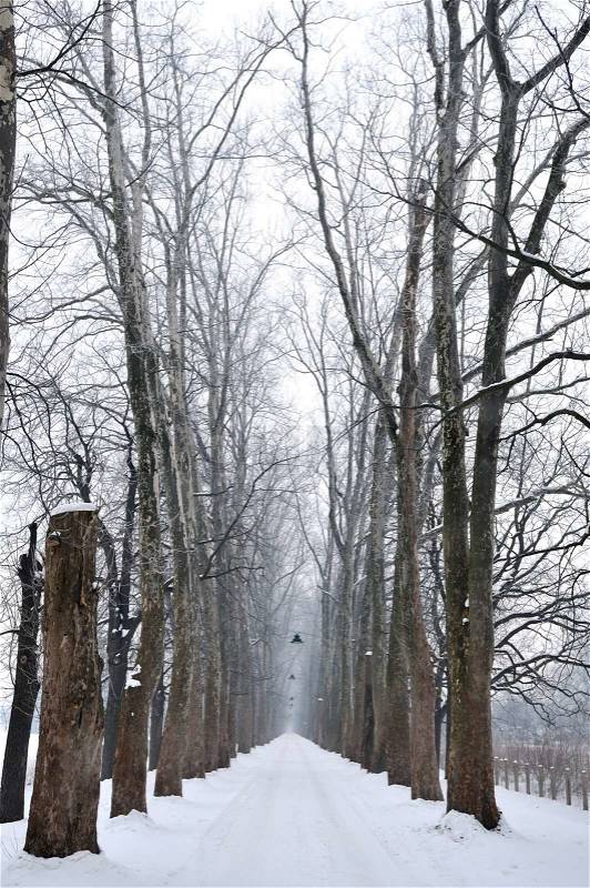 Winter,snow,alley,nature,park,white,frost,season,tree,light,land, stock photo