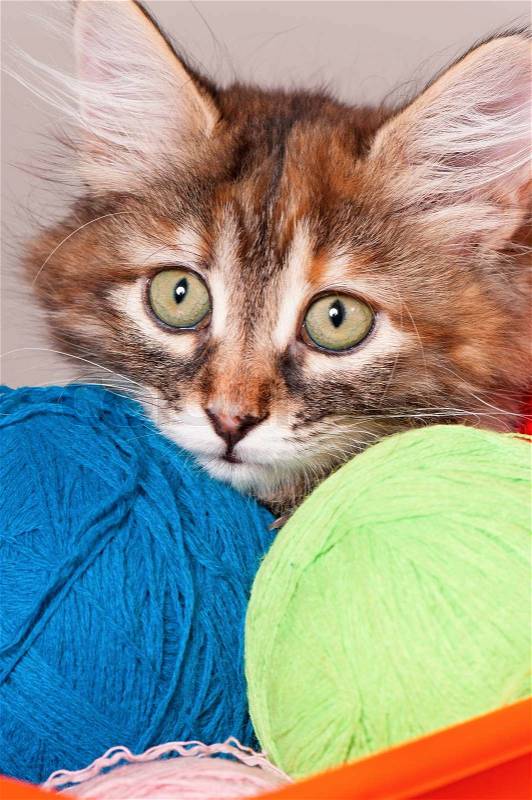 Close-up portrait of kitten with balls of threads, stock photo