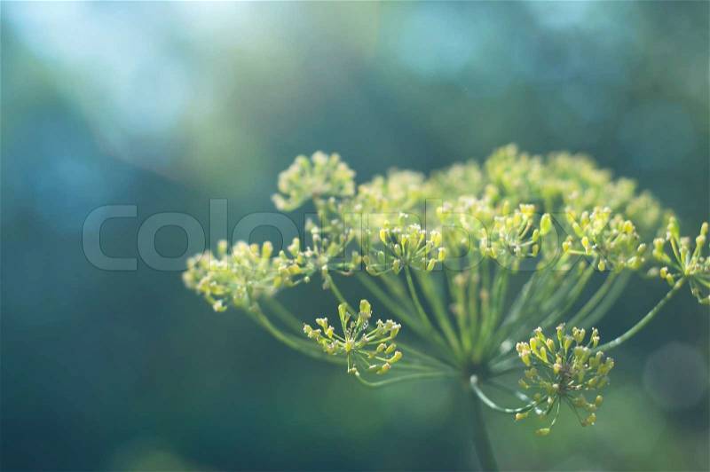 Dill flower against blue green background. Selective focus, main focus on front left blossom, stock photo