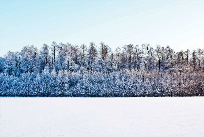 Field covered with snow on the background of snow-covered trees in the winter forest, stock photo