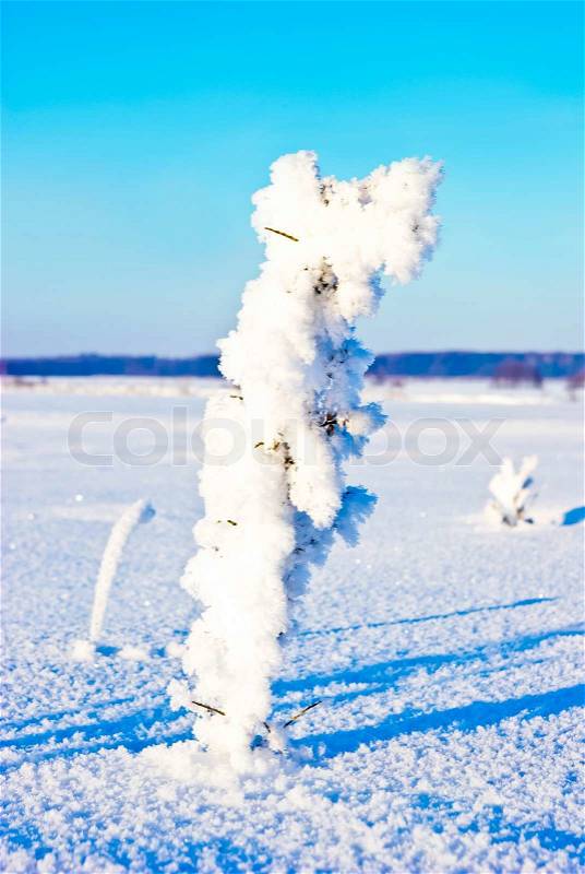 Plant covered with snow among the snow-covered field on the background of the blue sky, stock photo