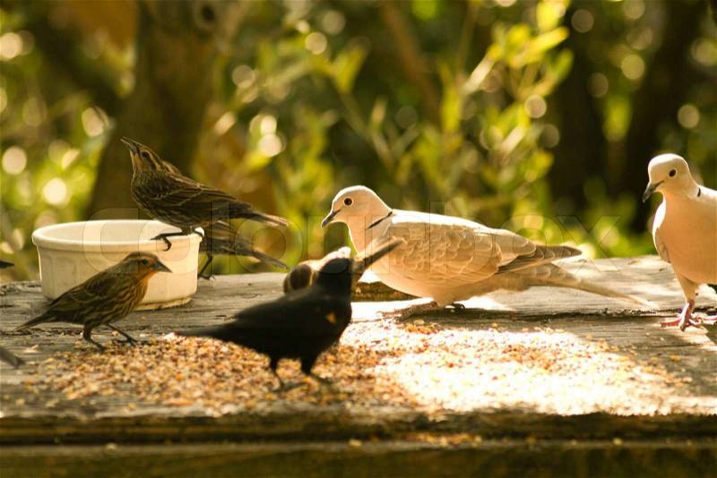Pigeon with other birds having their meal, Key Largo, Florida Keys, Miami, Miami-Dade County, Florida, USA, stock photo