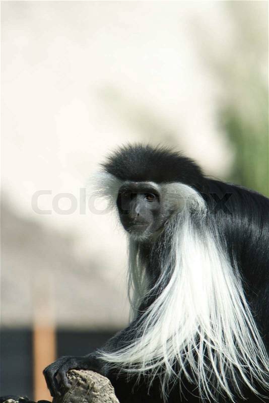 Close-up of a Black And White Colobus monkey (Colobus polykomos), Miami, Miami-Dade County, Florida, USA, stock photo