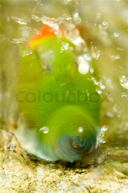 Closeup of green bird bathing in water, stock photo