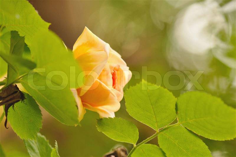 Pretty romantic rose in its foliage, stock photo