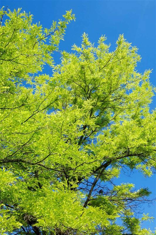 Leaves bright green tree with clear blue sky, stock photo
