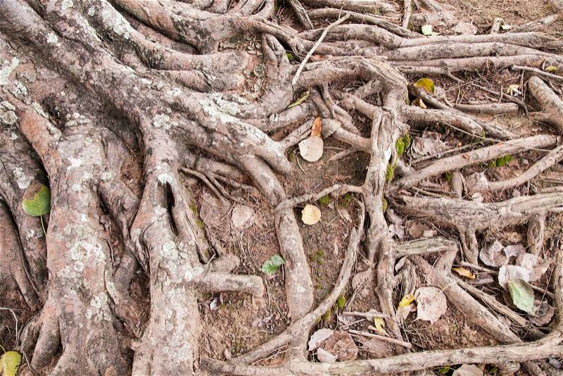 Roots of an old tree The growth of the roots of trees for food, stock photo