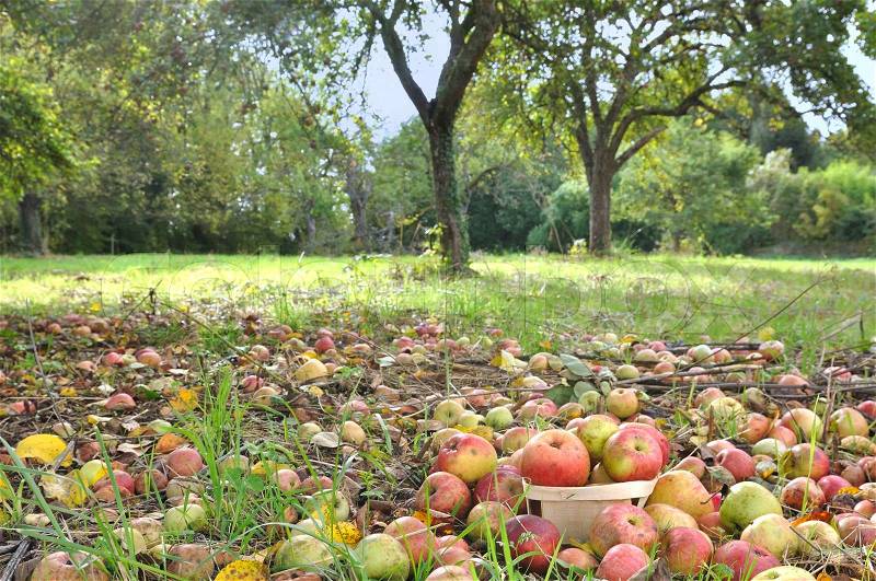 Apples littering the ground of an orchad , stock photo